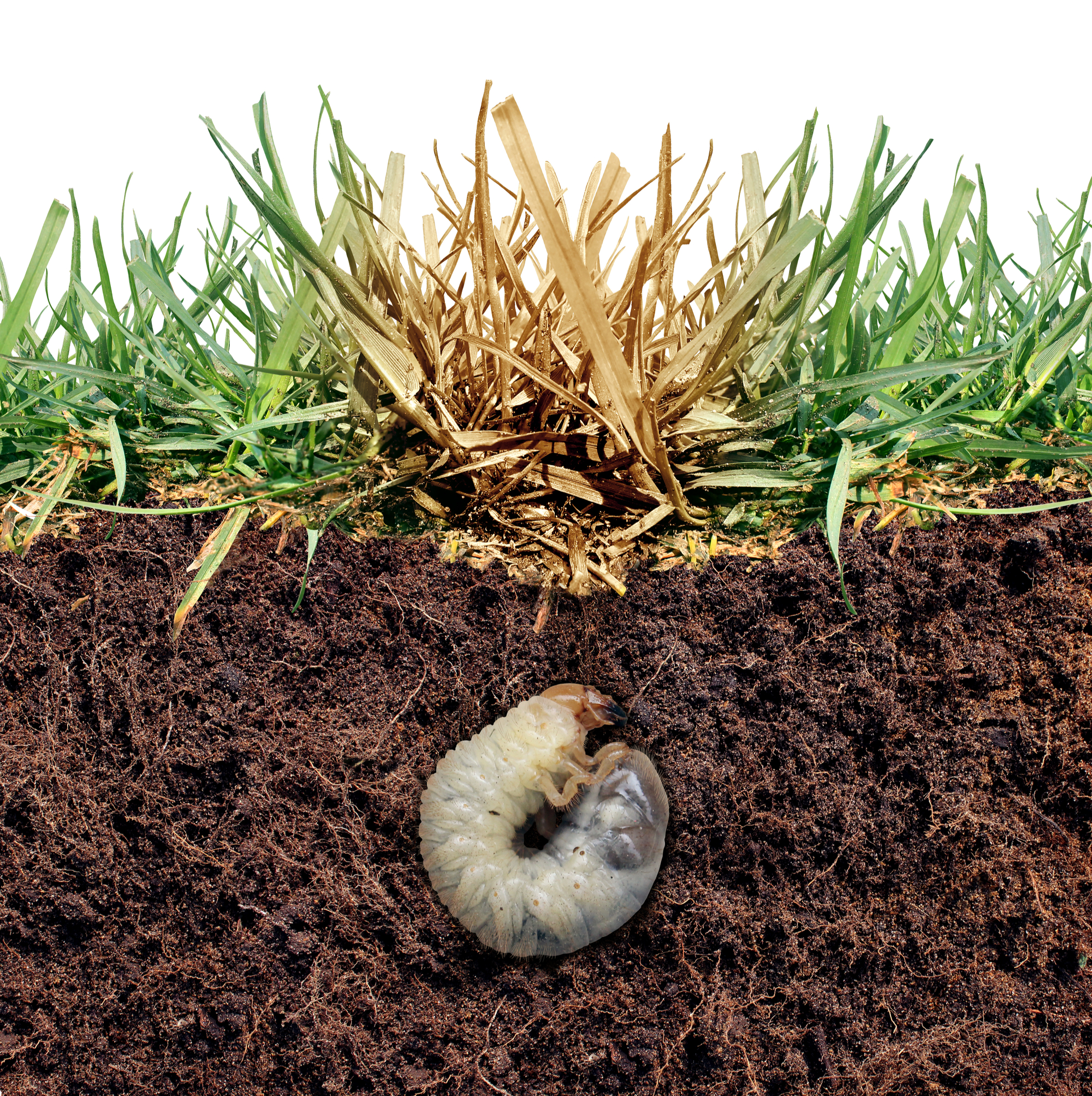 how to fix patchy grass tips