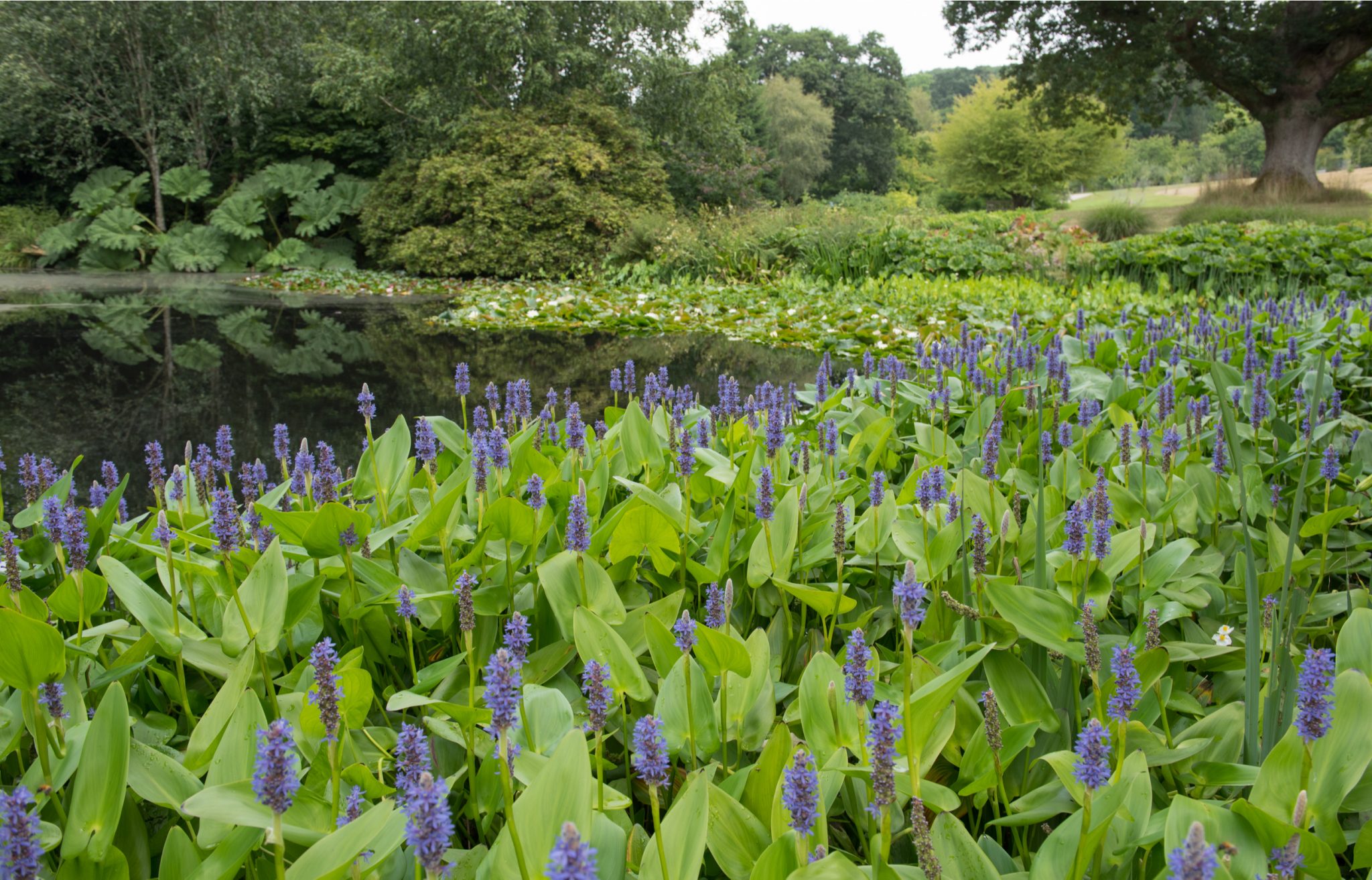 pond plant ideas