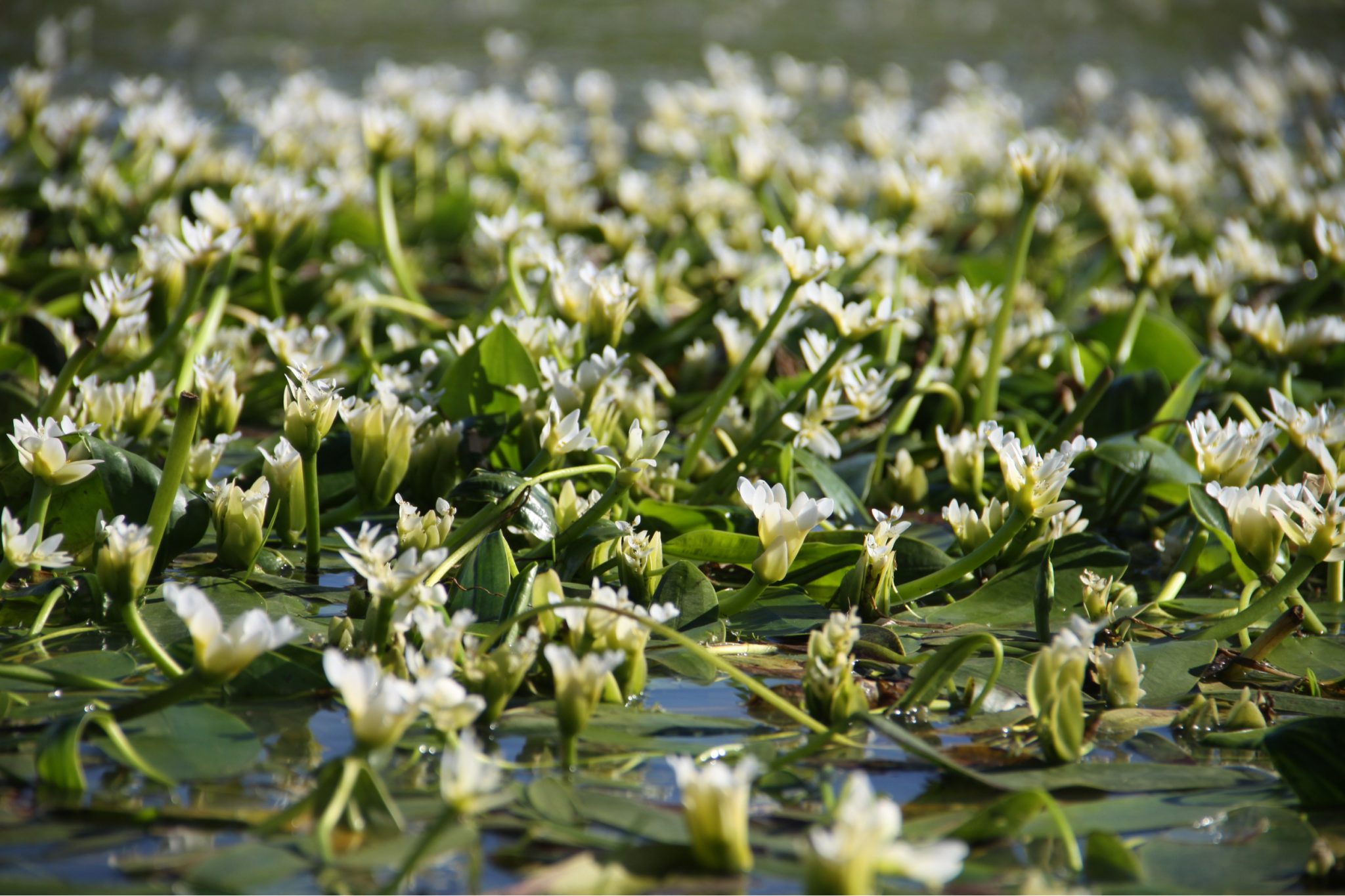 pond plants