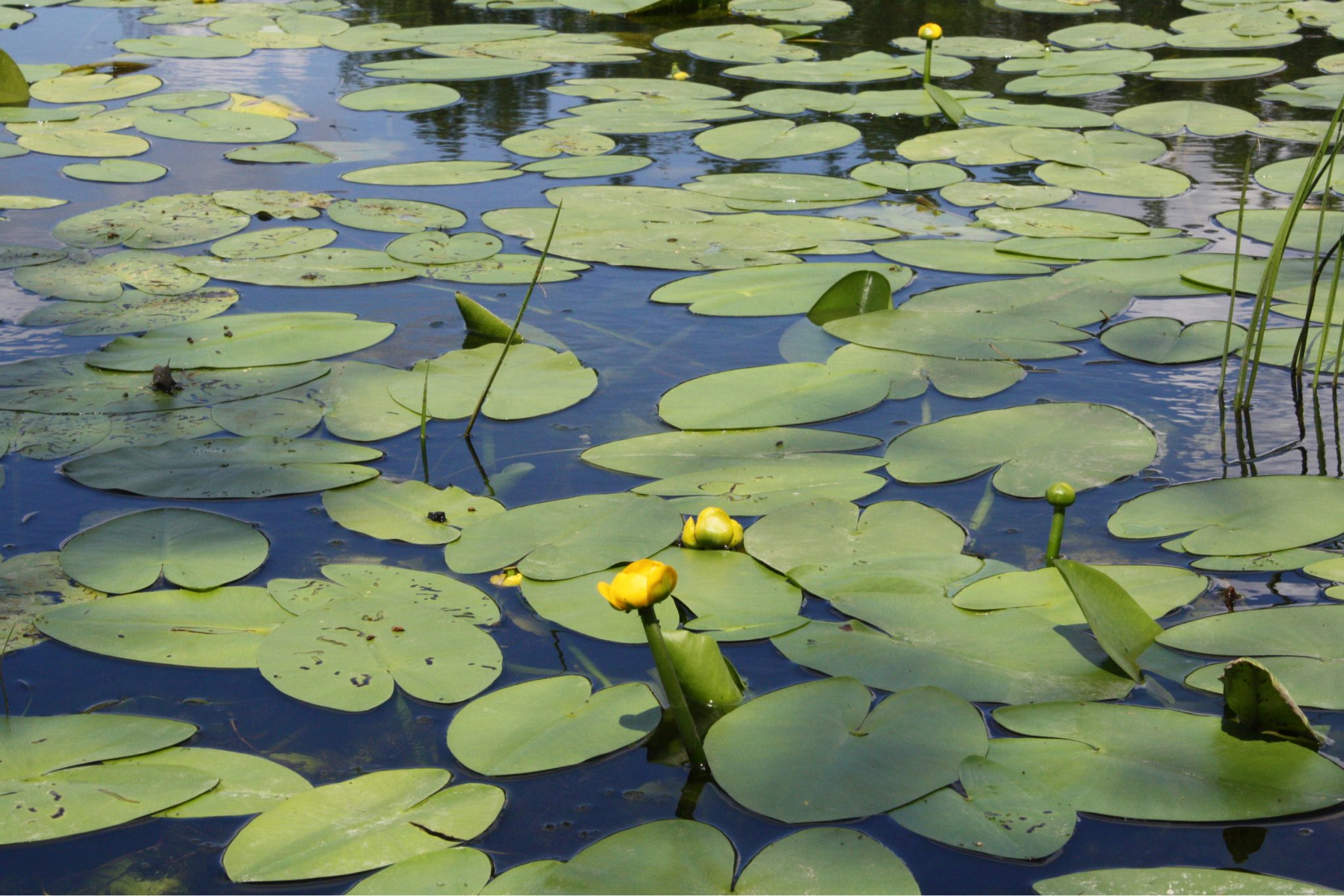 pond plants guide