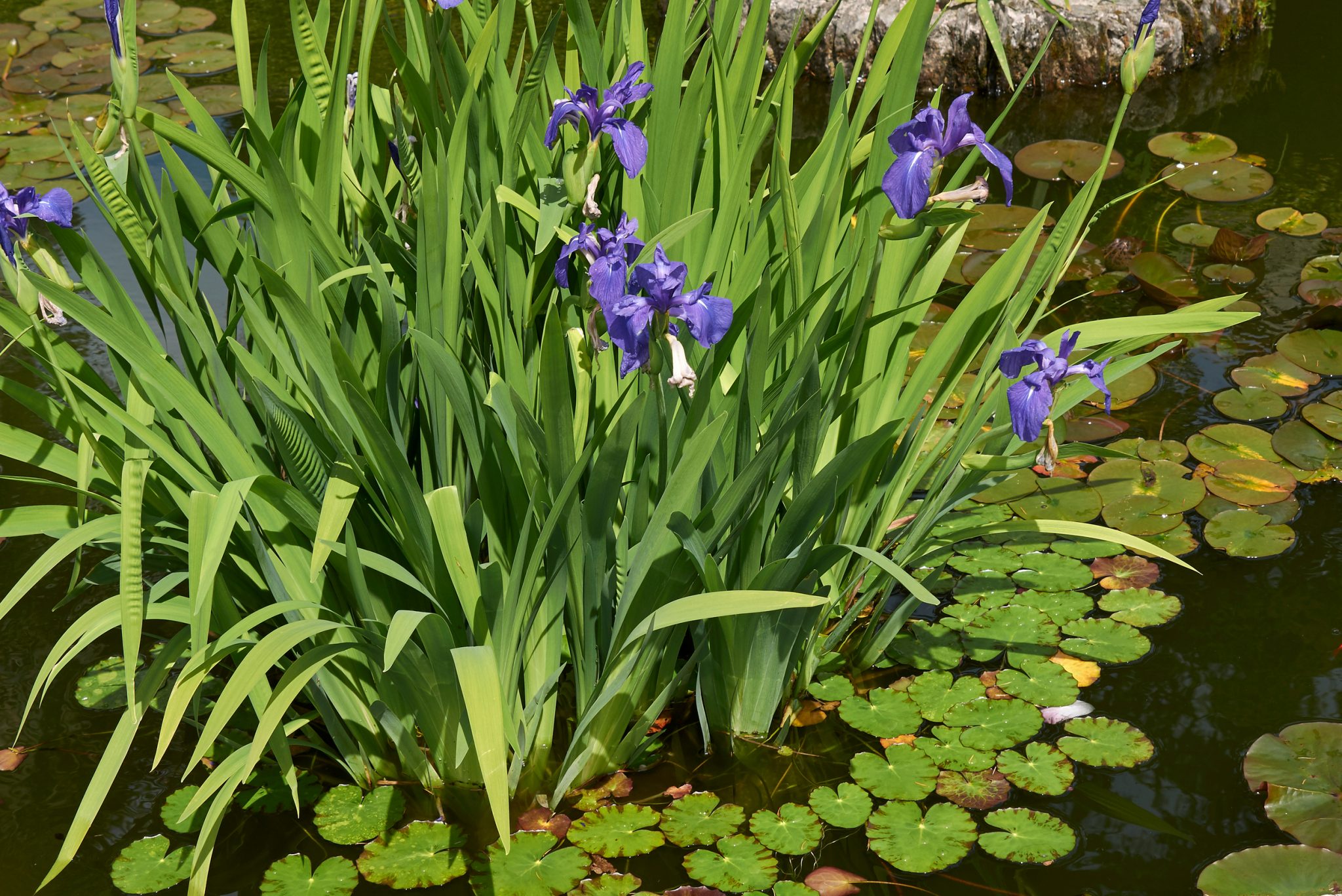 pond plants ideas tips