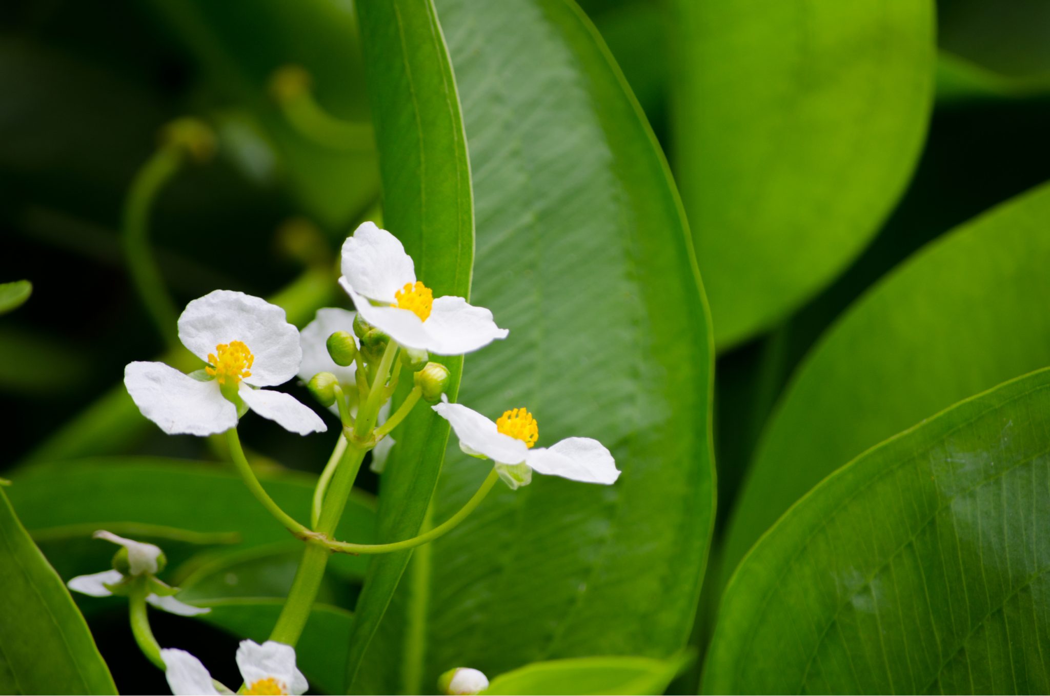 the pond plant guide