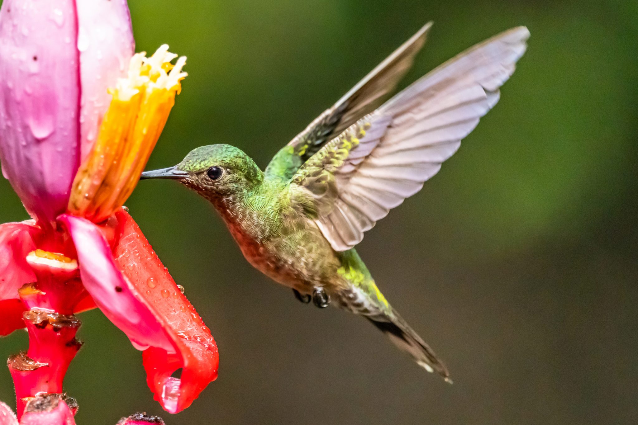 Attract Hummingbirds to Your Yard