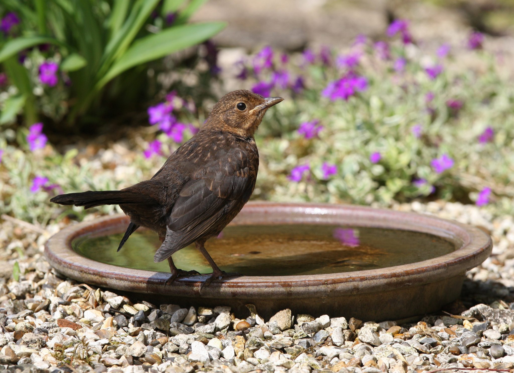 Bird Baths DIY