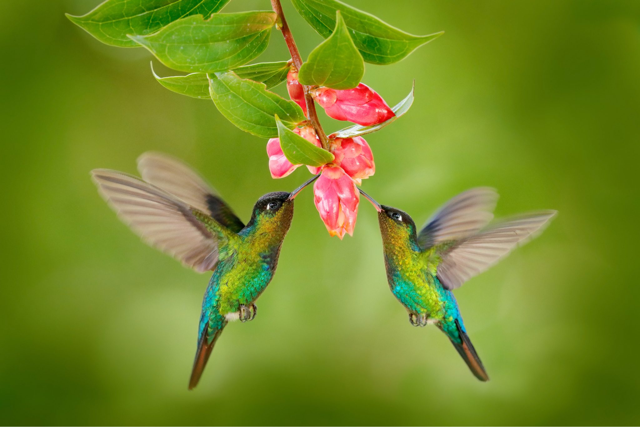 How to Attract Hummingbirds to Your Backyard