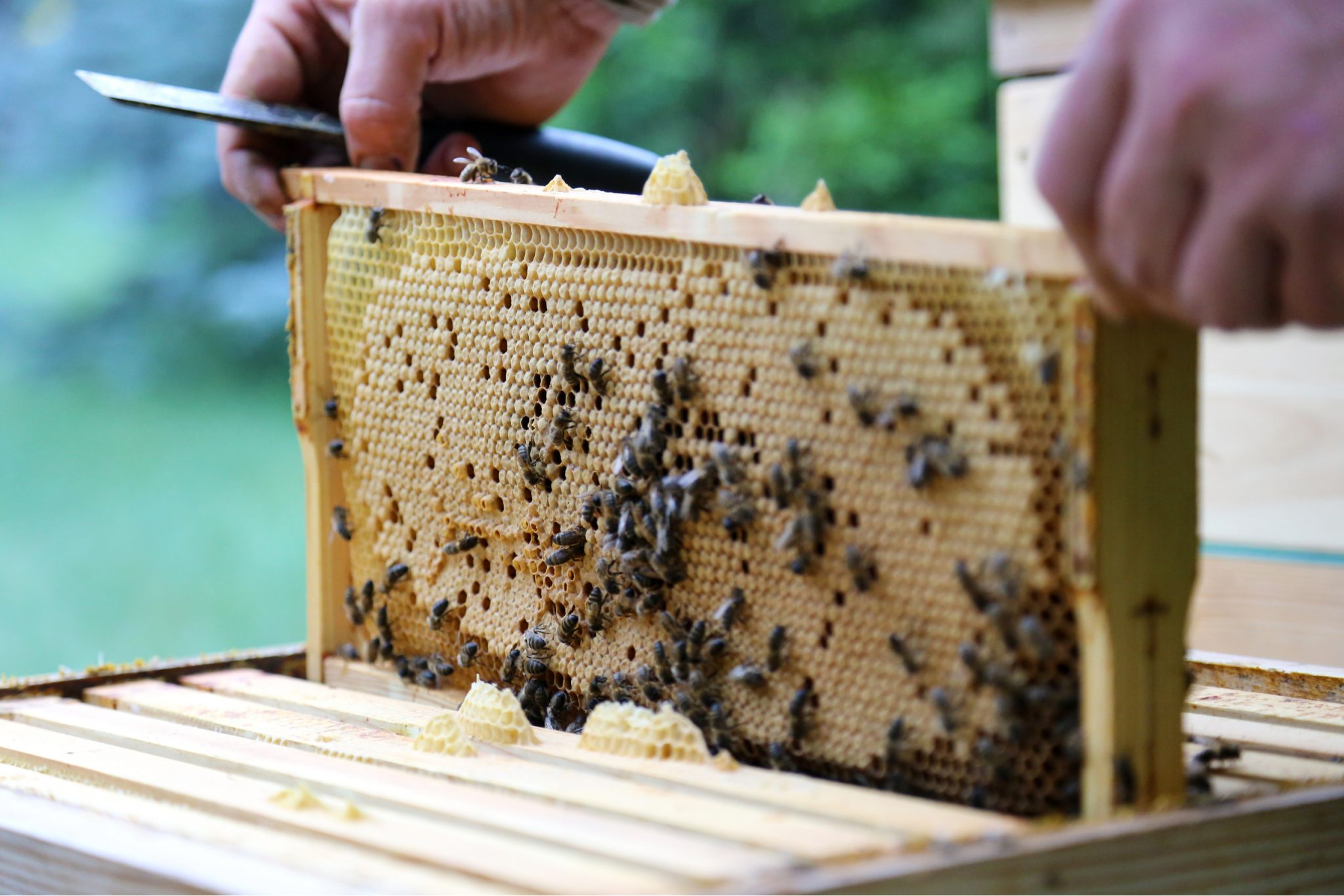 Backyard Beehive