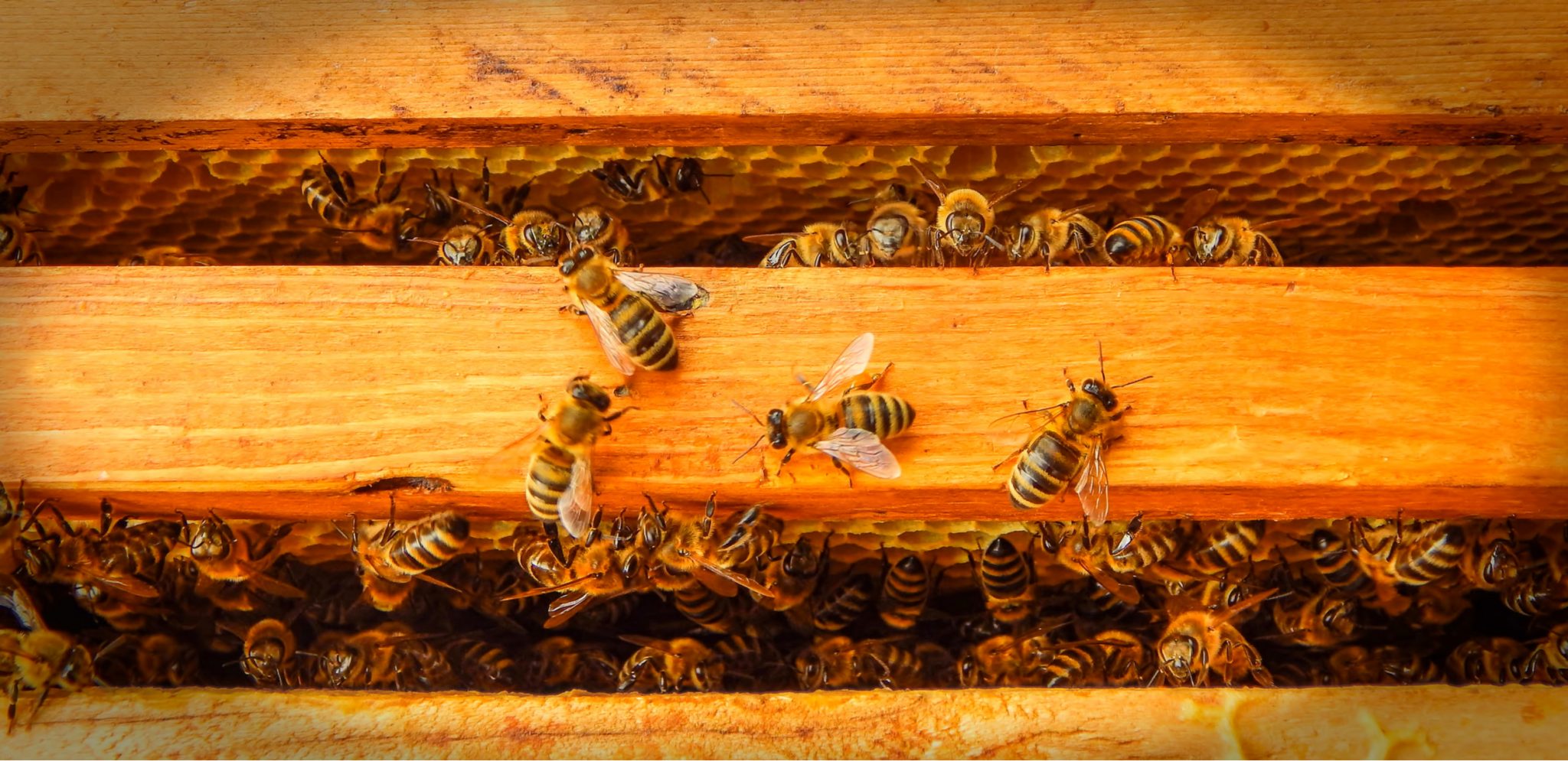 Backyard Beekeeping