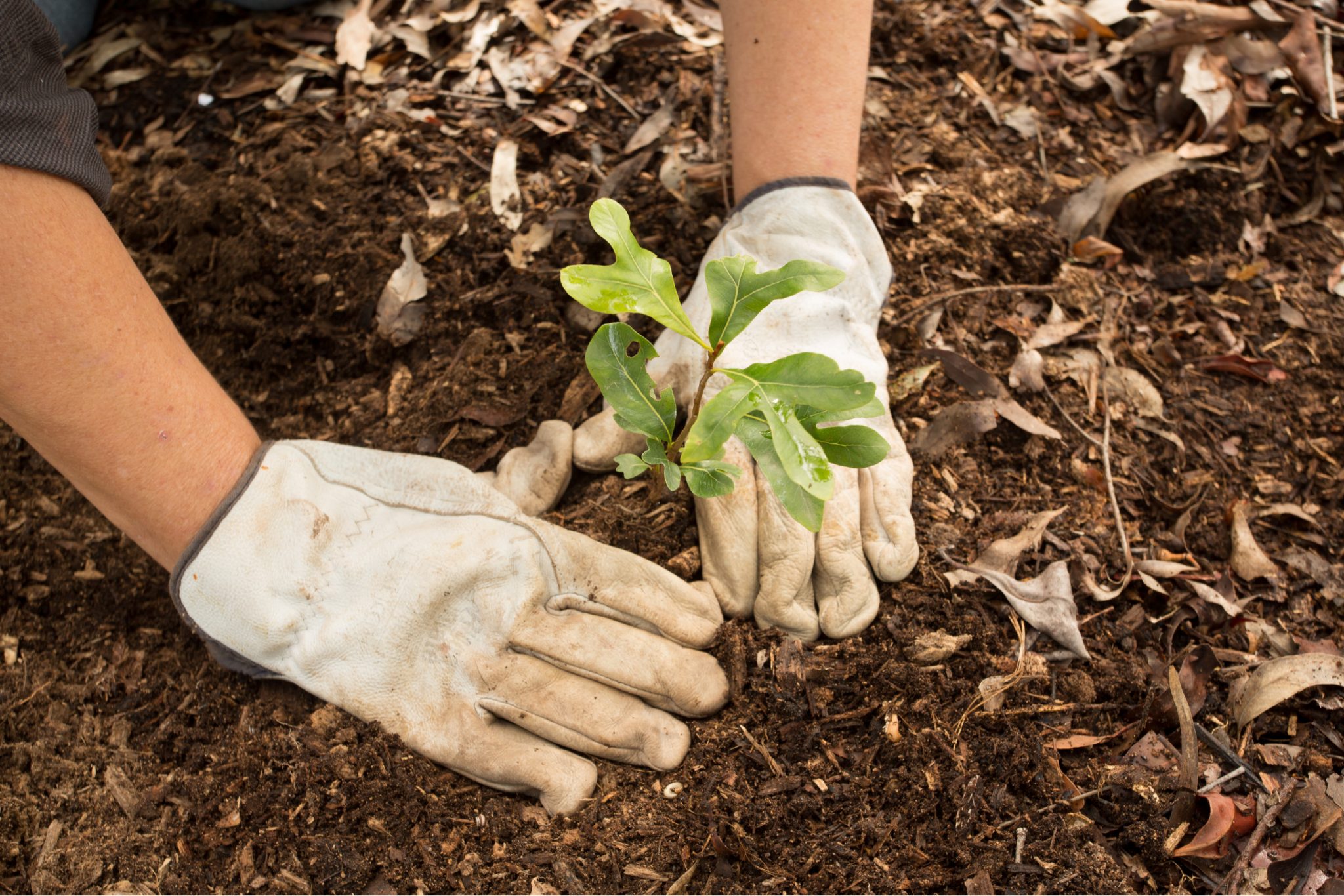 Grow a Natural Yard with Native Plants