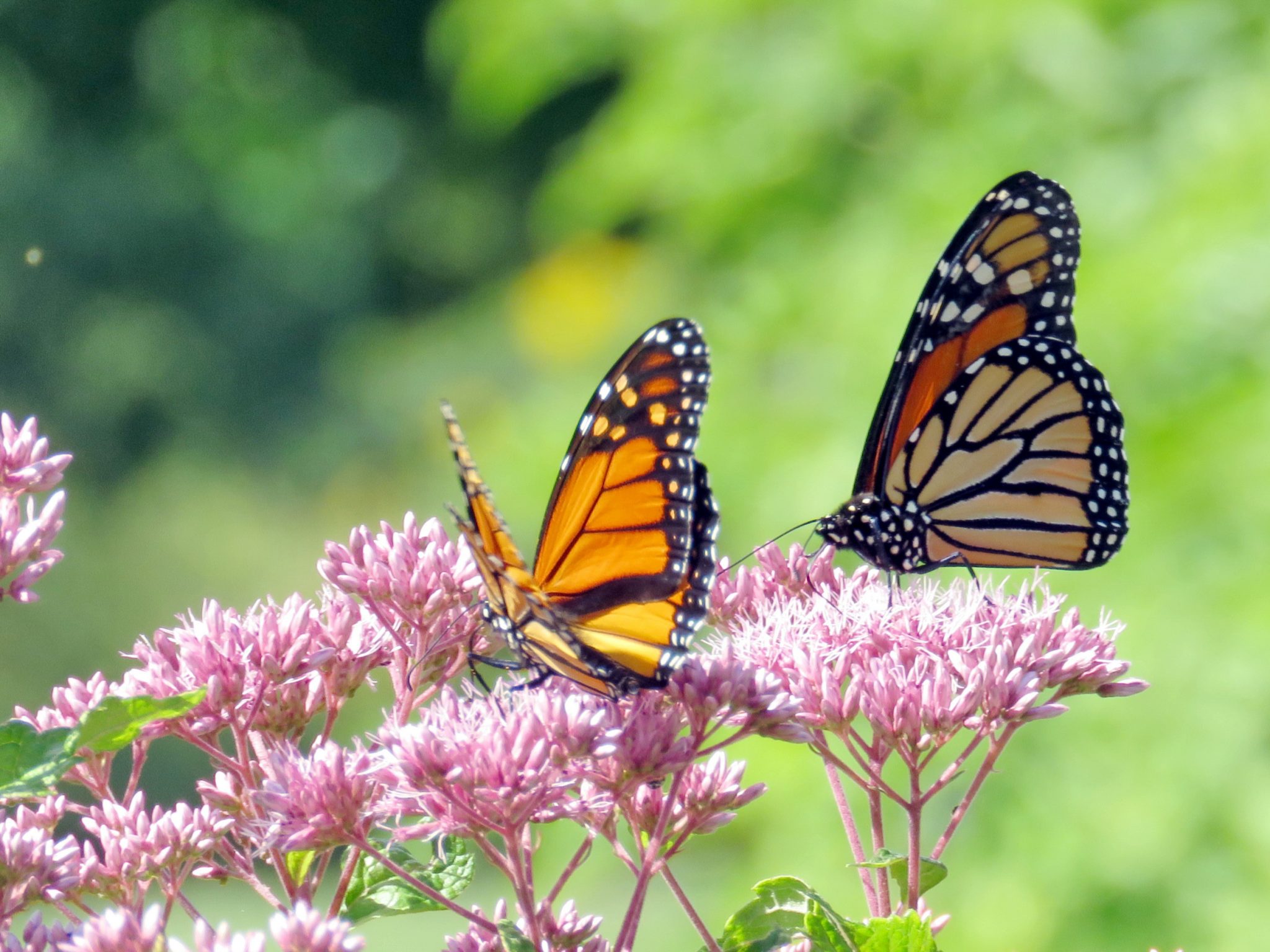 How to Grow a Natural Yard with Native Plants Tips