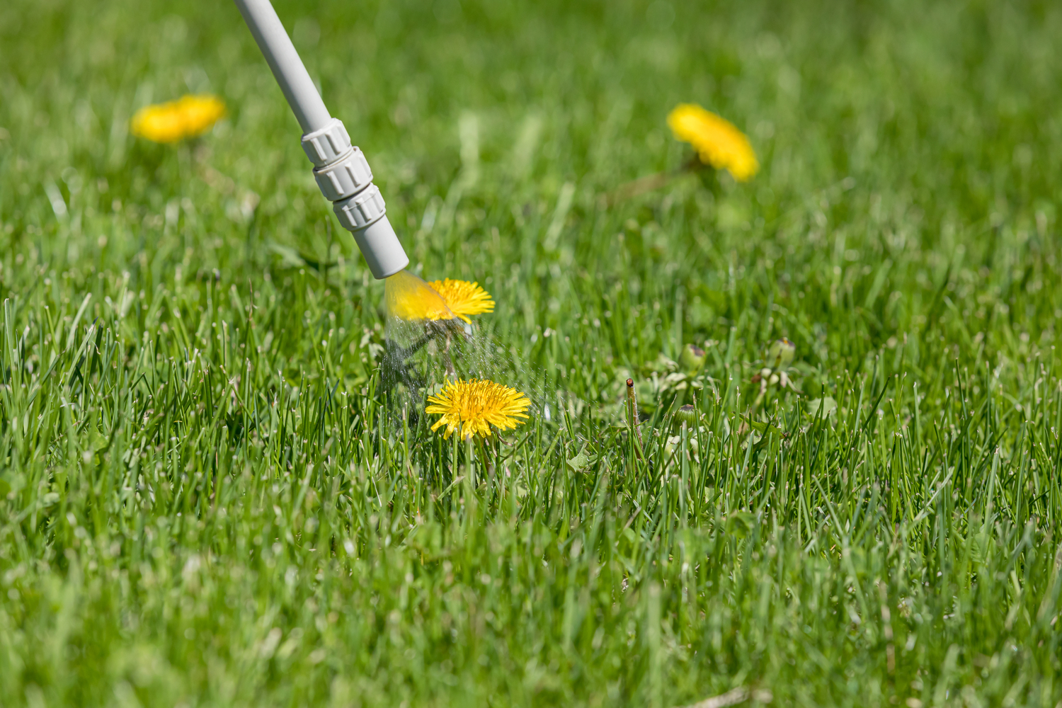 DIY Weed Killer Natural Lawn Care