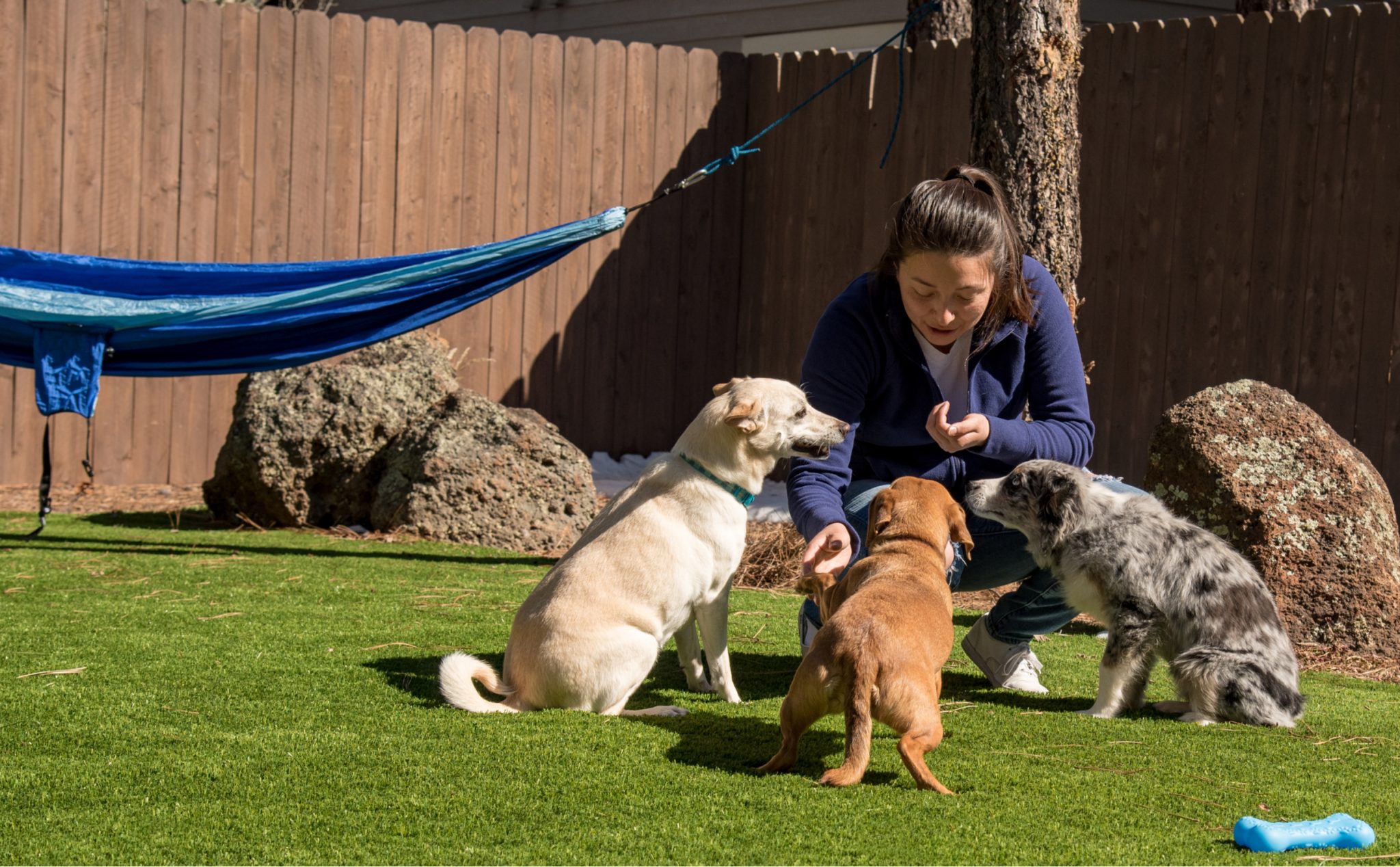 How to Remove Pet Hair from Artificial Grass
