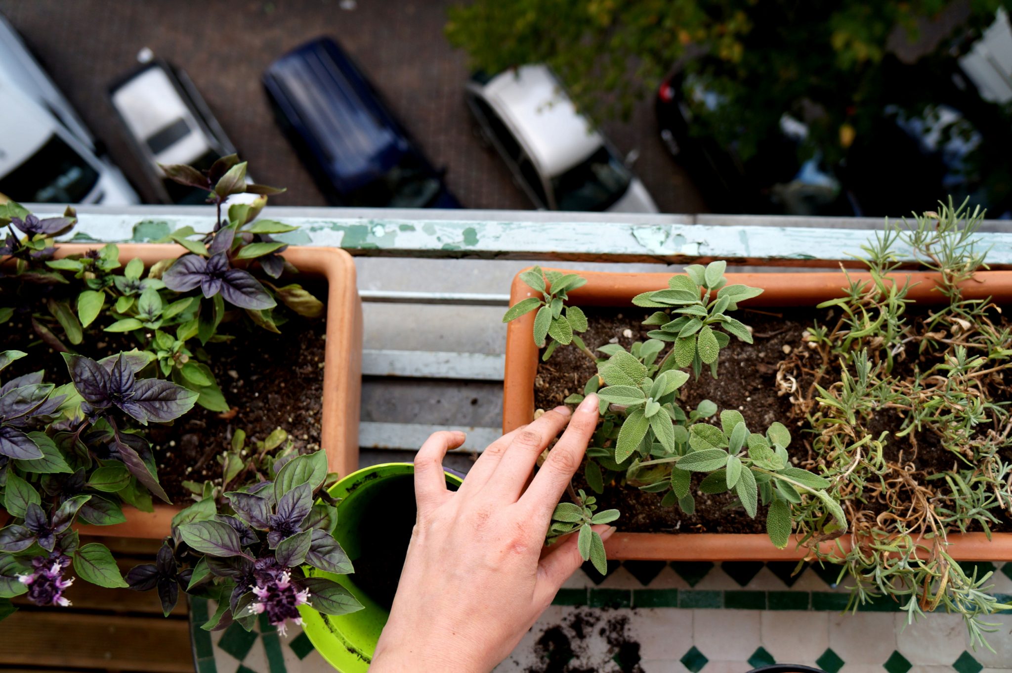 urban garden