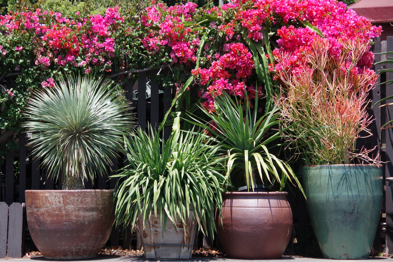 Container Garden