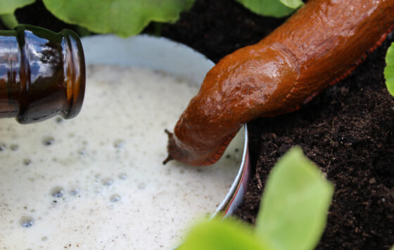 bait slugs with beer