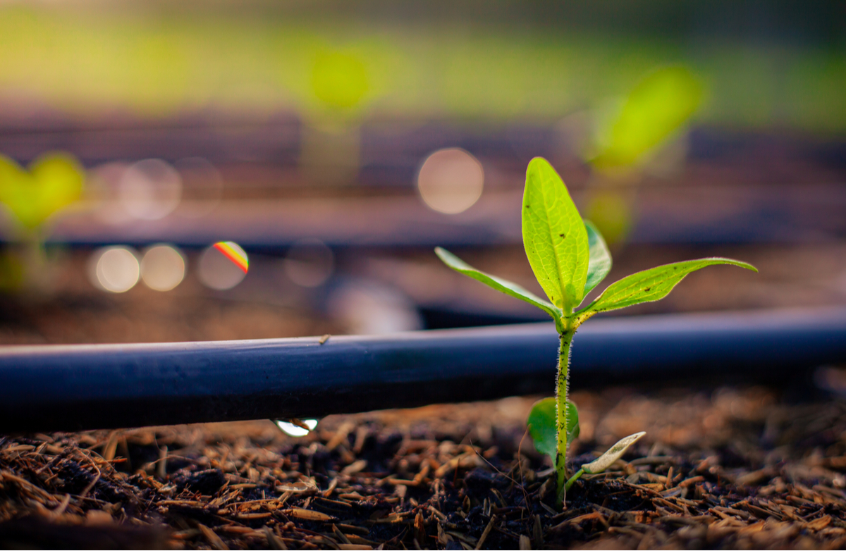 Installing Automatic Irrigation Systems