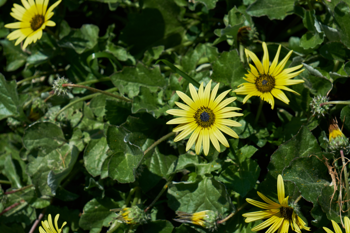 Low-Maintenance Ground Cover Plants Cape Weed