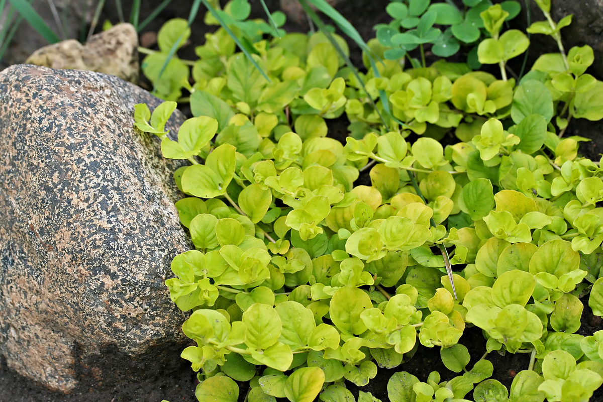 Low-Maintenance Ground Cover Plants Creeping Jenny