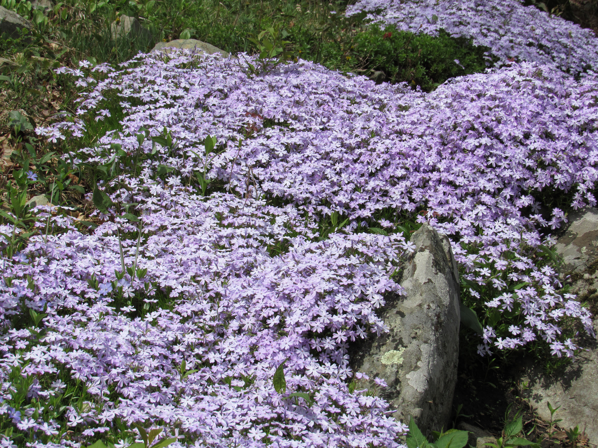 Low-Maintenance Ground Cover Plants Creeping Phlox