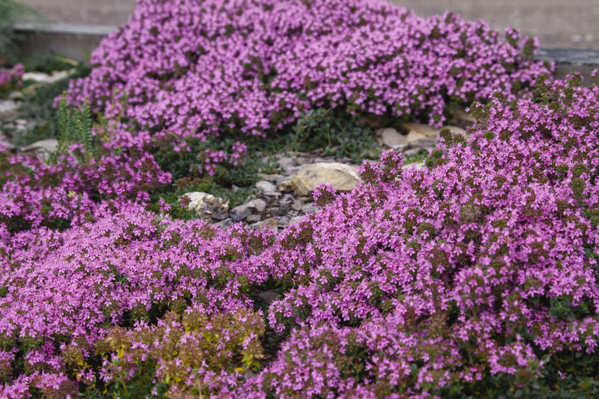 Low-Maintenance Ground Cover Plants Creeping Thyme