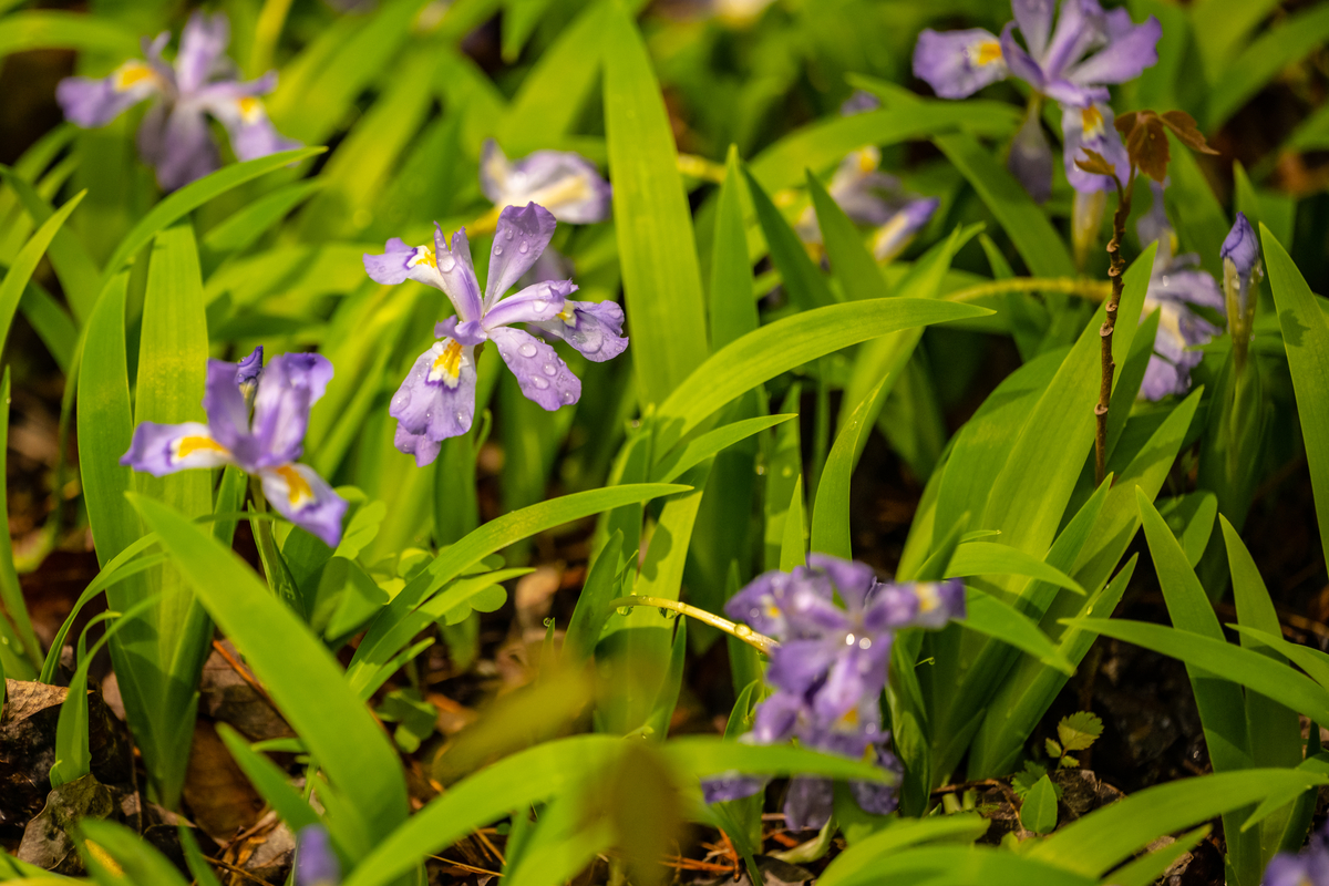 Low-Maintenance Ground Cover Plants Crested Iris