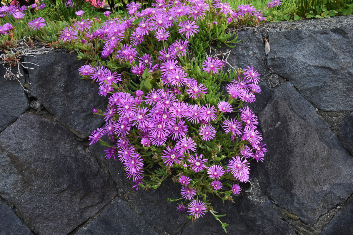 Low-Maintenance Ground Cover Plants Ice Plant