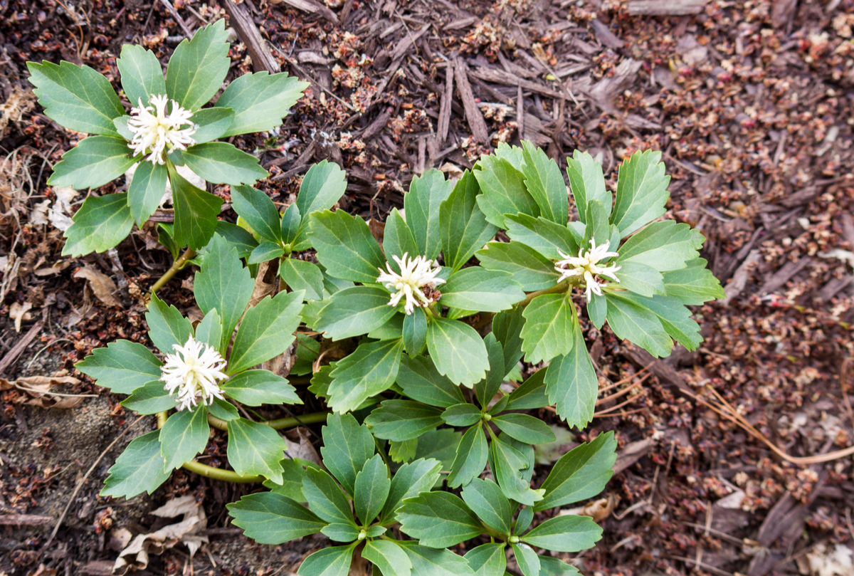 Low-Maintenance Ground Cover Plants Japanese Spurge