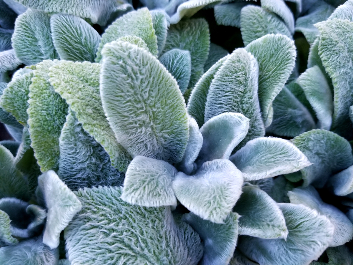 Low-Maintenance Ground Cover Plants Lamb’s Ear