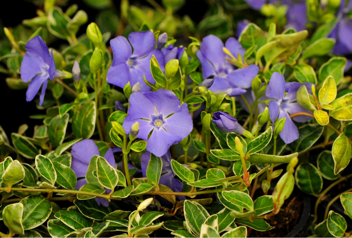 Low-Maintenance Ground Cover Plants Periwinkle