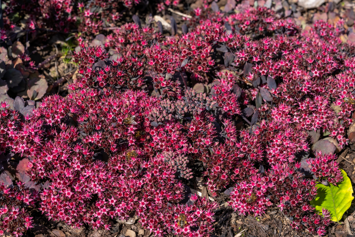 Low-Maintenance Ground Cover Plants Stonecrop