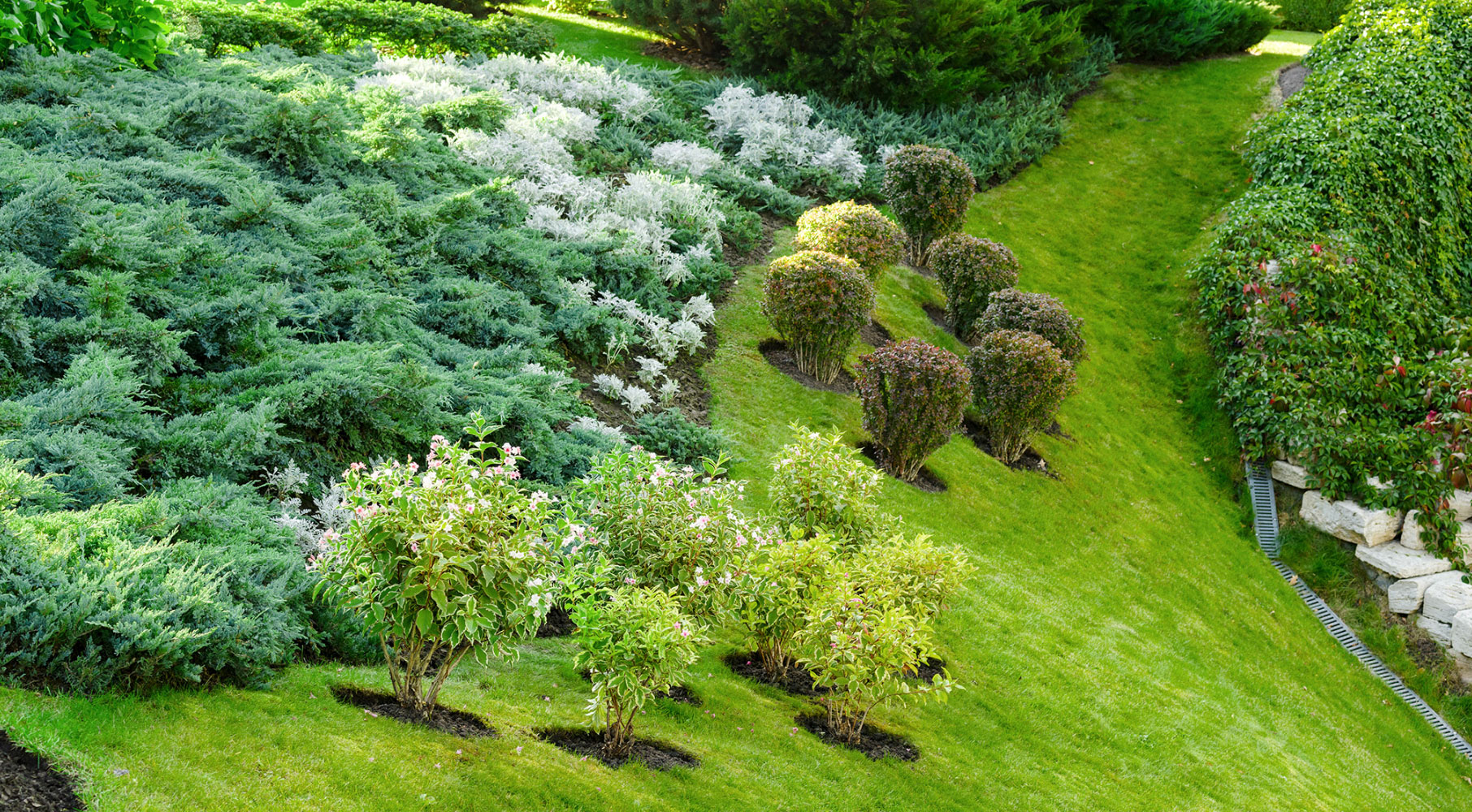 ground cover for landscape design