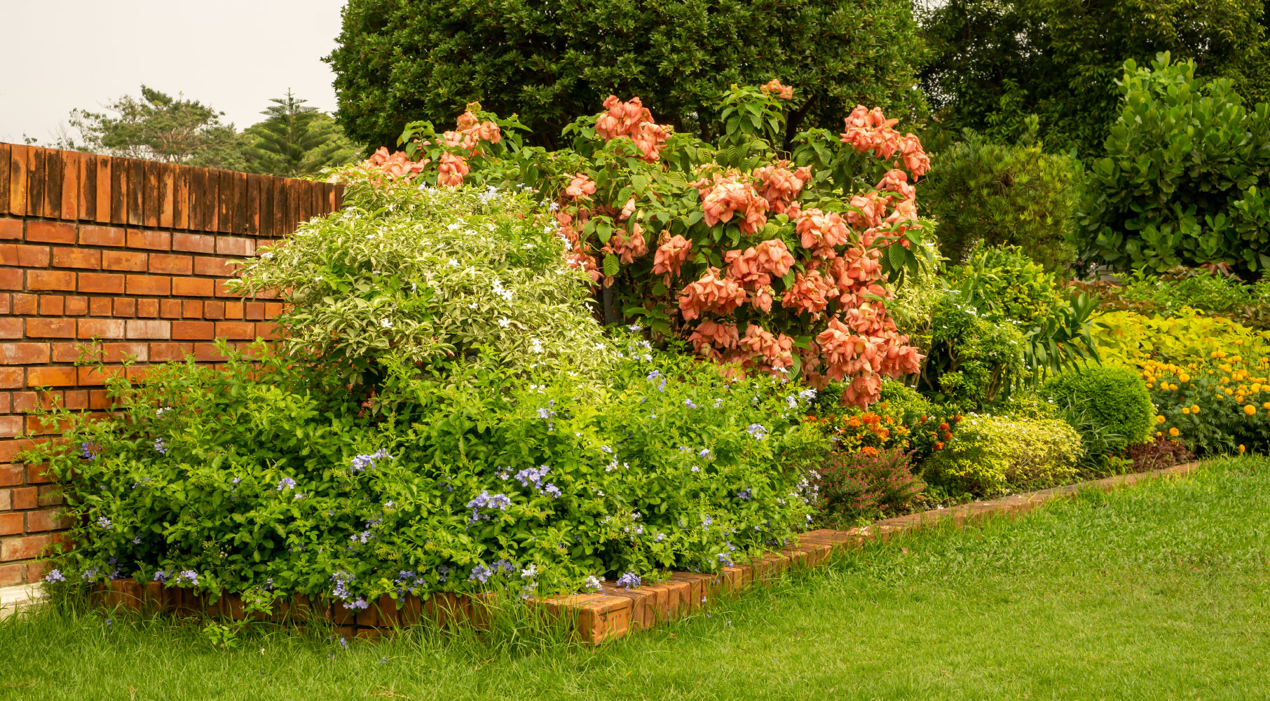 trees and foliage