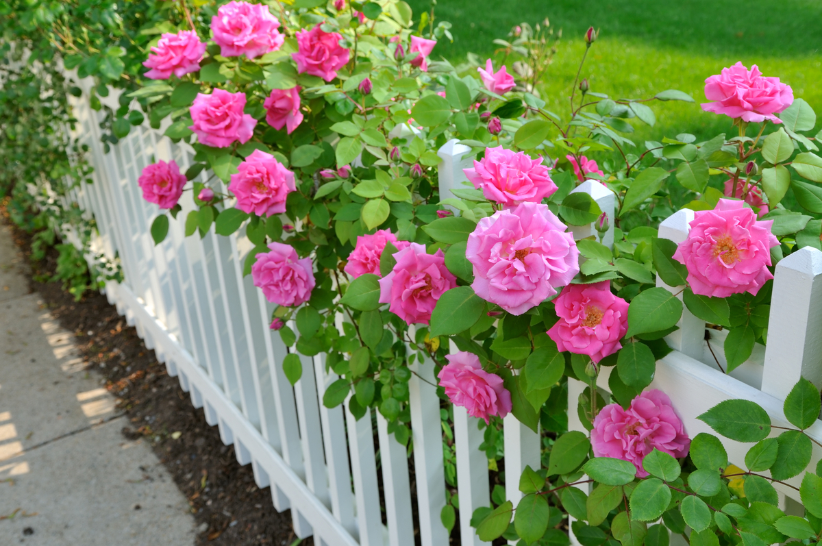 Front Yard Landscaping Ideas Rose Garden