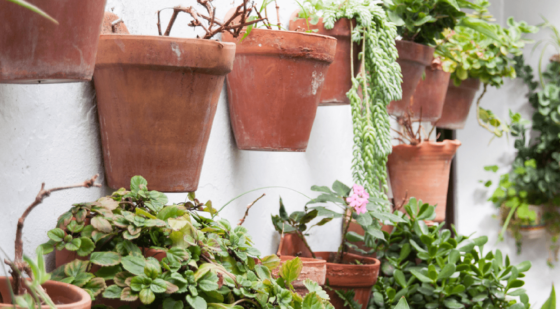 container plants to maximize small yard space