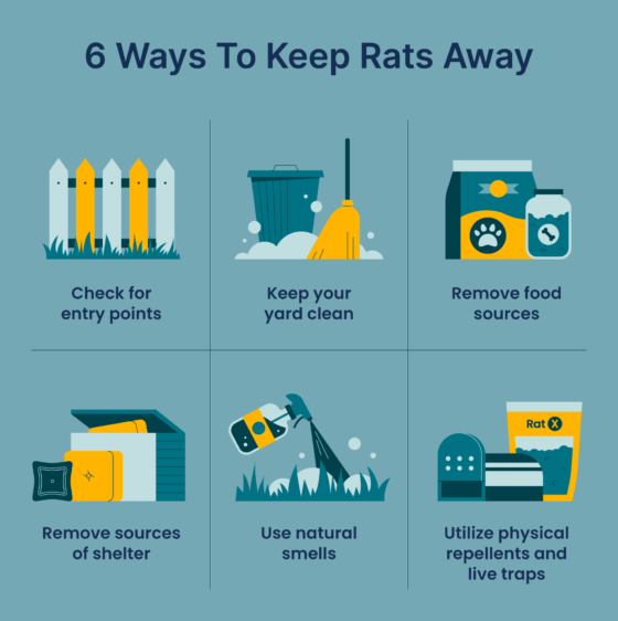 How to Keep Rats Out Of Your Yard: 6 Natural Rat Repellent Techniques