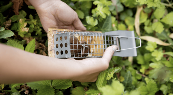 physical rat repellent as a natural deterrent