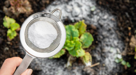 baking soda to kill grass