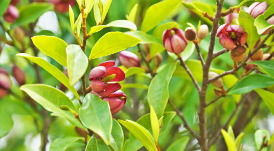 small banana shrub