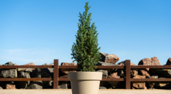 small california juniper