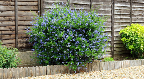 small california lilac tree