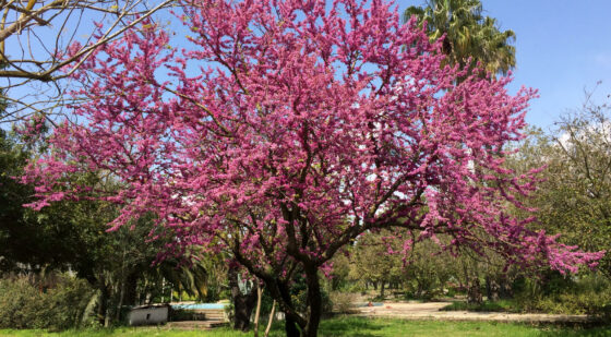 small california redbud tree