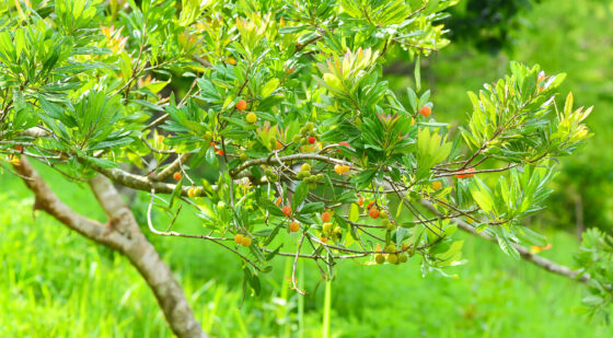 small california wax myrtle tree