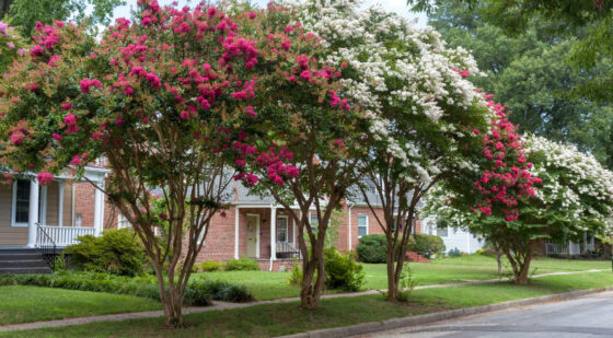 crepe myrtle