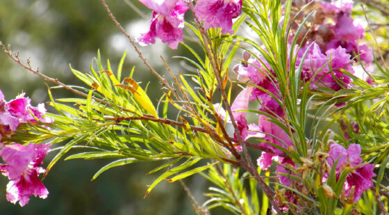 small desert willow tree