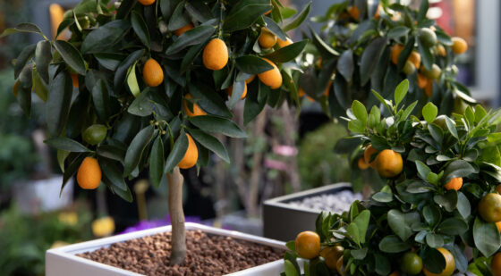 dwarf citrus trees