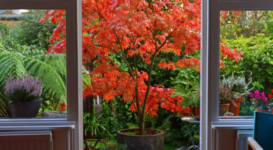 japanese maple small tree