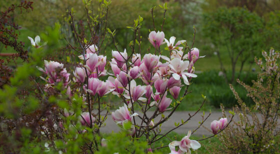 little gem dwarf magnolia