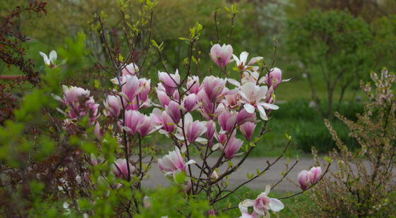 little gem dwarf magnolia