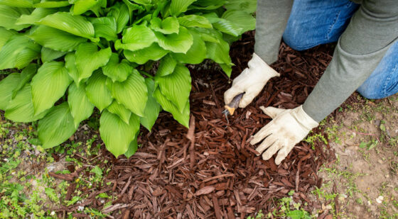mulching to kill grass