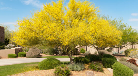 small palo verde tree