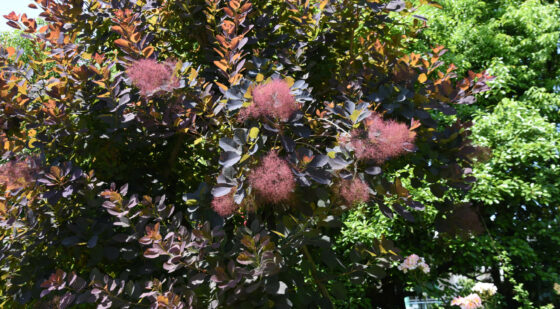 small royal purple smoke tree